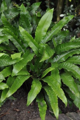 Doradille scolopendre Asplenium scolopendrium 5-10 Pot 9x9 cm (P9)