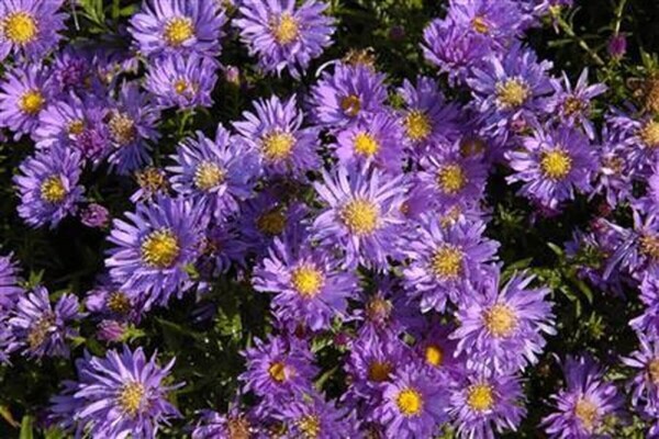 Aster alpinus