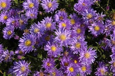 Aster alpinus 'Albus' Alpaster 5-10 i kruka P9