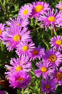 Aster alpinus 'Happy End' Alpaster 5-10 i kruka P9