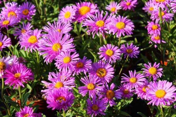 Aster alpinus 'Happy End'