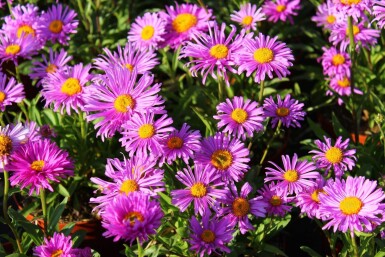 Aster alpinus 'Happy End' Alpaster 5-10 i kruka P9