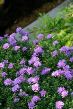 Symphyotriche buissonnant Aster dumosus 'Lady in Blue' 5-10 Pot 9x9 cm (P9)