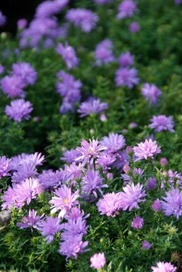 Symphyotriche buissonnant Aster dumosus 'Lady in Blue' 5-10 Pot 9x9 cm (P9)