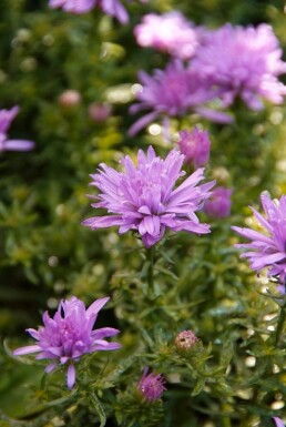 Symphyotriche buissonnant Aster dumosus 'Lady in Blue' 5-10 Pot 9x9 cm (P9)