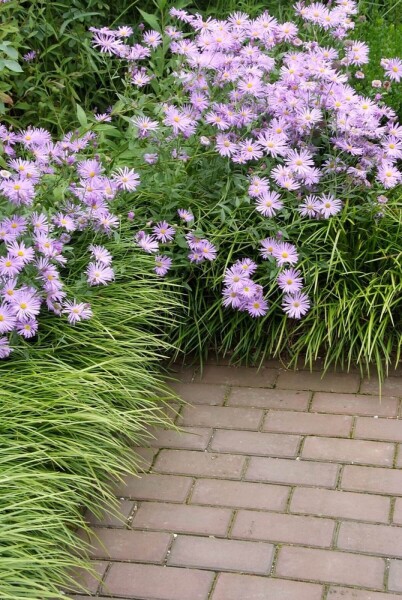 Aster frikartii 'Mönch'