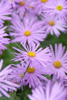 Herfstaster Aster frikartii 'Mönch' 5-10 Pot P9