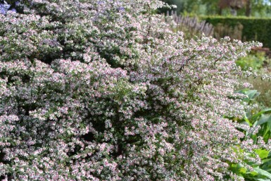 Symphyotriche à fleurs latérales Aster lateriflorus 'Horizontalis' 5-10 Pot 9x9 cm (P9)