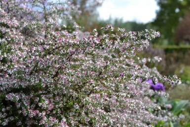 Symphyotriche à fleurs latérales Aster lateriflorus 'Horizontalis' 5-10 Pot 9x9 cm (P9)