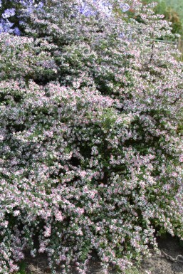 Symphyotriche à fleurs latérales Aster lateriflorus 'Horizontalis' 5-10 Pot 9x9 cm (P9)