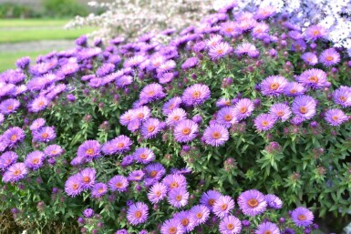 Aster novae-angliae 'Purple Dome' Luktaster 5-10 i kruka P9