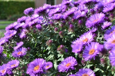 Aster novae-angliae 'Purple Dome' Luktaster 5-10 i kruka P9