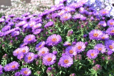 Aster novae-angliae 'Purple Dome' Luktaster 5-10 i kruka P9