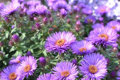 Aster novae-angliae 'Purple Dome' Luktaster 5-10 i kruka P9