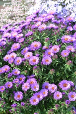 Aster novae-angliae 'Purple Dome' Luktaster 5-10 i kruka P9