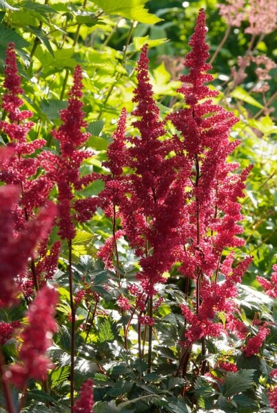 Astilbe × arendsii 'Fanal'