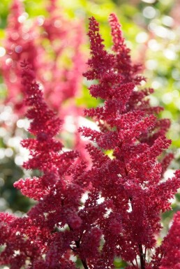 Hybridastilbe Astilbe × arendsii 'Fanal' 5-10 potte P9