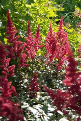 Astilbe Astilbe × arendsii 'Fanal' 5-10 Pot 9x9 cm (P9)