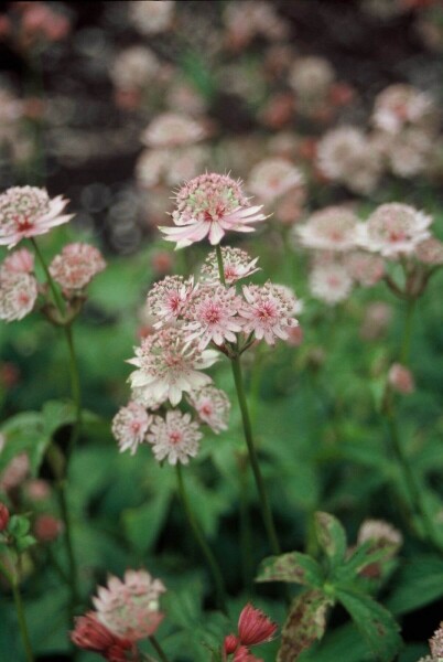 Astrantia major