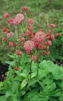 Astrantia major 'Lars' Stjärnflocka 5-10 i kruka P9