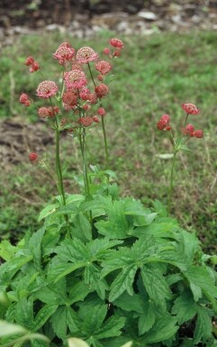 Astrantia major 'Lars' Stjärnflocka 5-10 i kruka P9