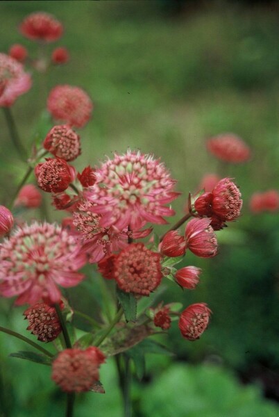 Plant eigenschappen