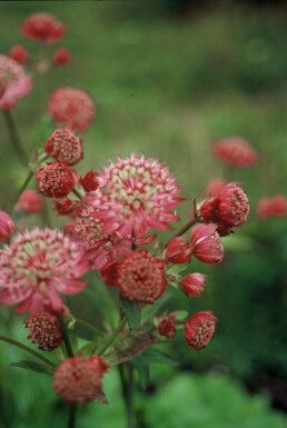 Astrantia major 'Lars' Stjärnflocka 5-10 i kruka P9