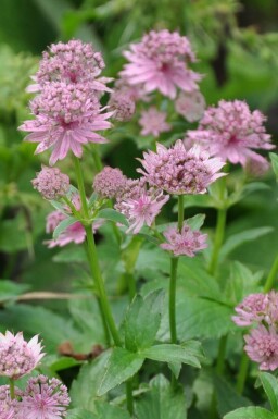 Große Sterndolde Astrantia major 'Pink Pride' 5-10 Topf 9x9 cm (P9)