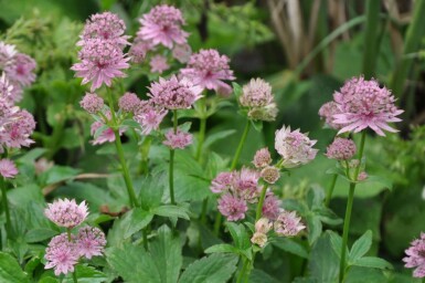 Große Sterndolde Astrantia major 'Pink Pride' 5-10 Topf 9x9 cm (P9)