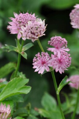 Große Sterndolde Astrantia major 'Pink Pride' 5-10 Topf 9x9 cm (P9)