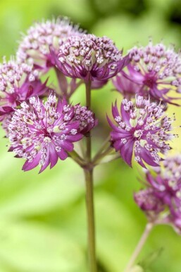 Astrantia major 'Primadonna' Stjärnflocka 5-10 i kruka P9