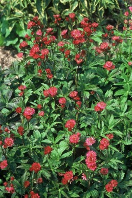 Astrantia major 'Ruby Wedding' Stjärnflocka 5-10 i kruka P9