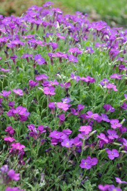 Blåpude Aubrieta 'Cascade Purple' 5-10 potte P9