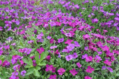 Blåpude Aubrieta 'Cascade Purple' 5-10 potte P9