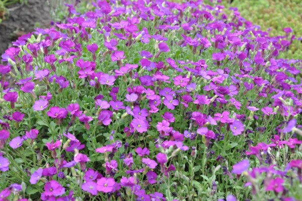 Aubrieta 'Cascade Purple'