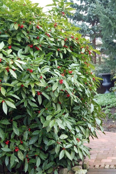 Aucuba Japonica 'Variegata'