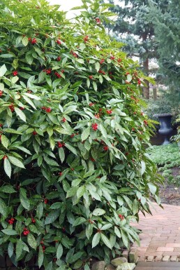 Broodboom Aucuba Japonica 'Variegata' Struik 20-30 Pot C3