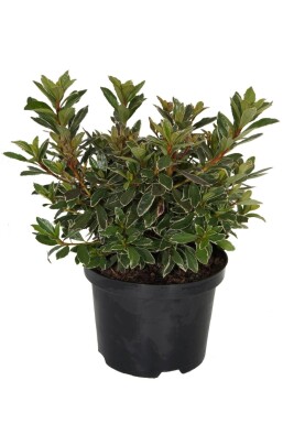 Japanische Azalee Azalea (J) 'Hot Shot' Strauch 20-30 Topf 2 ltr. (C2)