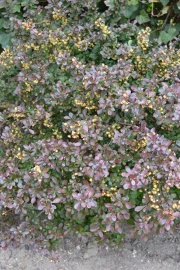 Zuurbes Berberis thunbergii 'Atropurpurea Nana' Struik 30-40 Pot C3