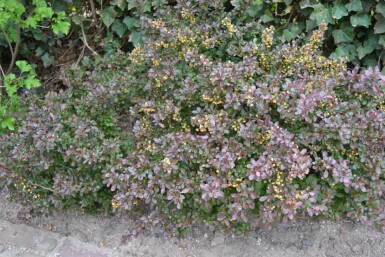 Zuurbes Berberis thunbergii 'Atropurpurea Nana' Struik 30-40 Pot C3