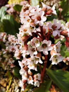 Schoenlappersplant Bergenia cordifolia 'Bressingham White' 5-10 Pot P9