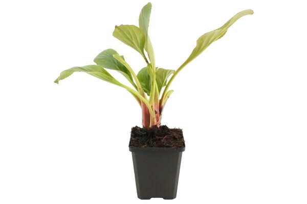 Plant eigenschappen