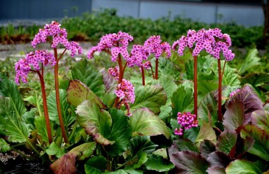 Hjertekæmpestenbræk Bergenia cordifolia 'Rotblum' 5-10 potte P9