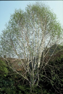 Himalaja-Birke Betula utilis 'Doorenbos' Strauch 120-140 Topf 12 ltr. (C12)