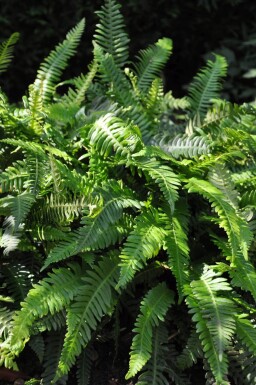 Blechnum spicant