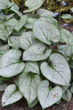 Brunnera macrophylla 'Jack Frost' Kaukasisk förgätmigej 5-10 i kruka P9