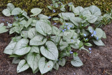 Kærmindesøster Brunnera macrophylla 'Jack Frost' 5-10 potte P9