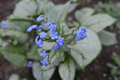 Kærmindesøster Brunnera macrophylla 'Jack Frost' 5-10 potte P9