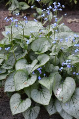 Brunnère à grosses feuilles Brunnera macrophylla 'Jack Frost' 5-10 Pot 9x9 cm (P9)