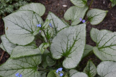 Brunnère à grosses feuilles Brunnera macrophylla 'Jack Frost' 5-10 Pot 9x9 cm (P9)